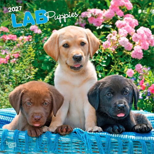 Labrador retriever puppies - labrador,