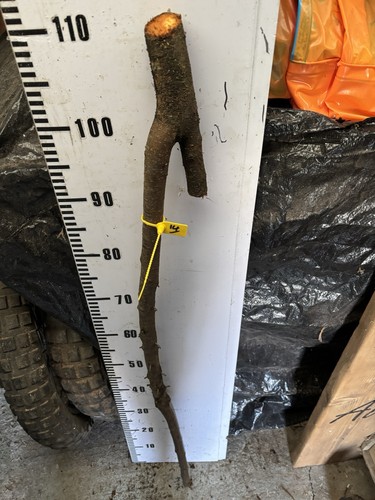 Blackthorn walking stick - blackthorn,