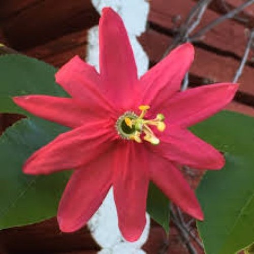 Young passion flower - a,