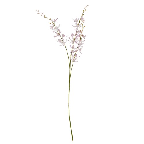 Lilac cymbidium - lilac,