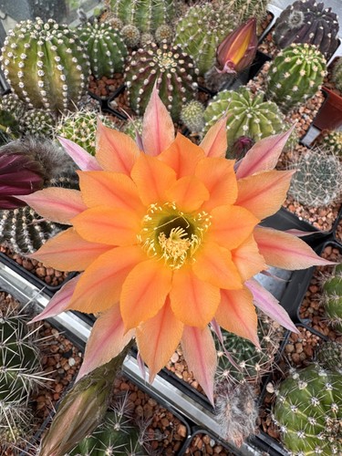 Echinopsis hybrid windigo x - echinopsis,