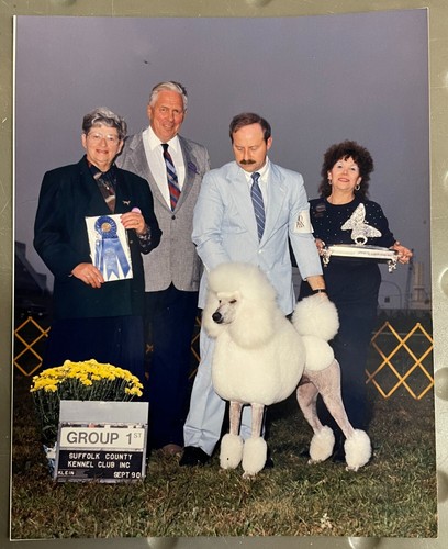White standard poodle - white, 8x10