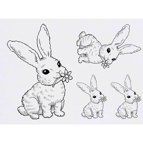 Adorable bunny with - bunny,