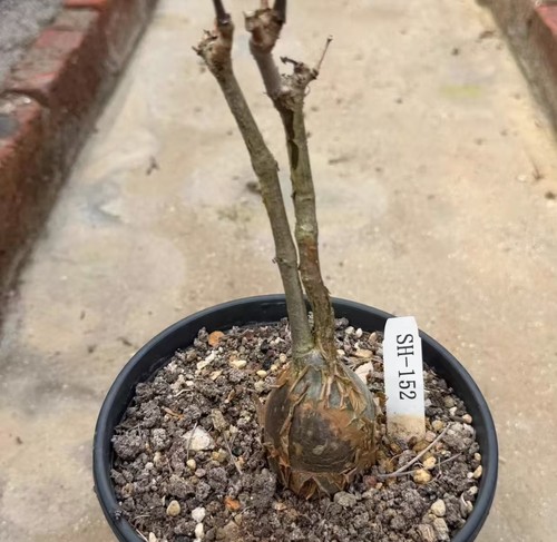 Cyphostemma laza random own - laza,