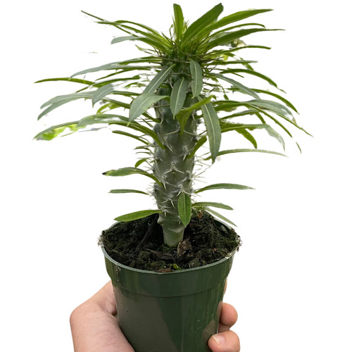 Pachypodium slats seeds - slats,