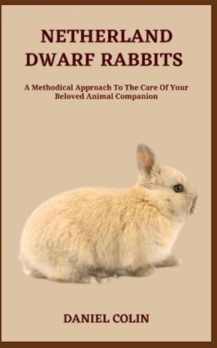 Netherland dwarf rabbits - dwarf,