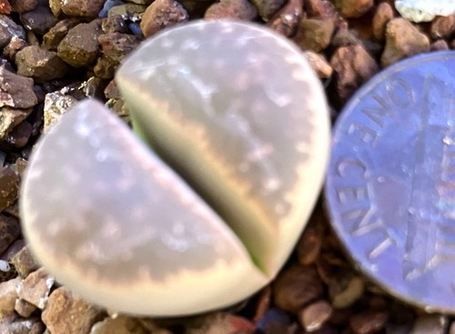 Mesemb plant lithops - mesemb,