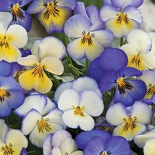 T&M Pansy Seeds Flowers Garden