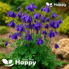 Alpine Columbine Blue - 150 Seeds - Aquilegia Alpina - Perennial Flower