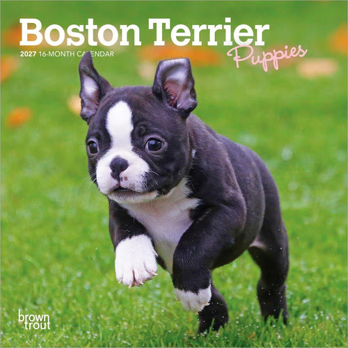 Browntrout boston terrier - browntrout,,