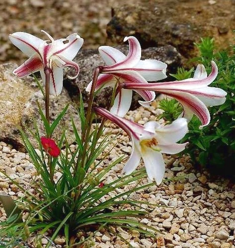 Lilium pricei dwarf - pricei,,