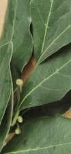 Organic Bay Leaves, Fresh
