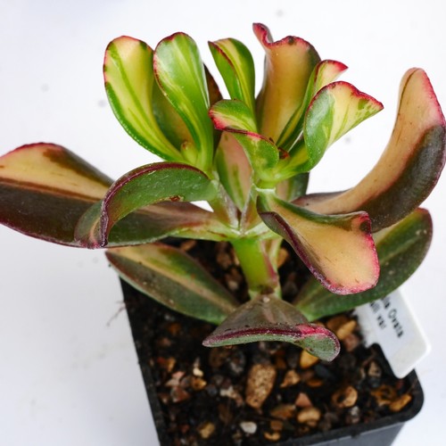 Crassula ovata mikaeri bijin - ovata, "mikaeri
