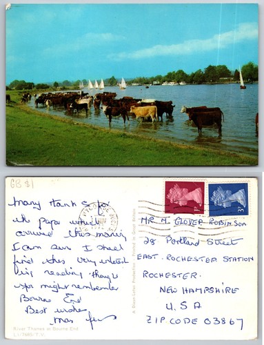 River thames bourne end cattle - thames,