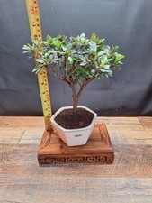 Mame size Pink flowering