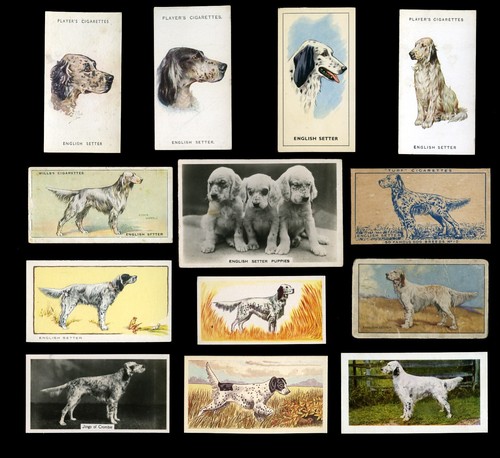 English setter gun - setter, vintage