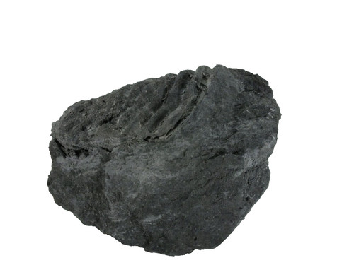 Trilobite homalontidae sp - trilobite,