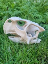 Psittacosaurus Dinosaur Skull