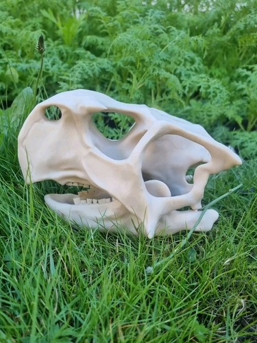 Psittacosaurus dinosaur skull - psittacosaurus,