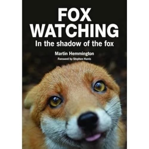 Fox watching the - the, shadow