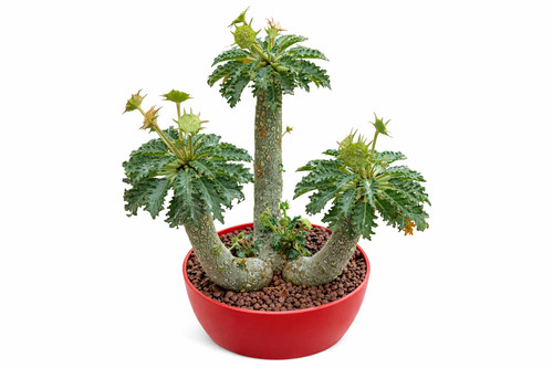 Dorstenia horwoodii seeds - dorstenia,