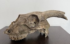 Real Sheep/Ram Skull With Horns Taxidermy Curio