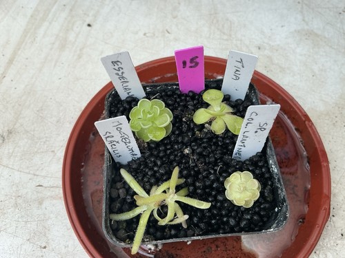 Pinguicula collection 15 - pinguicula, #15