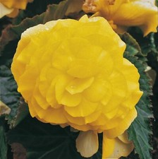 Flower - Begonia - Nonstop