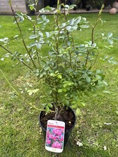 POTTED ROSE 'DOROTHY PERKINS'