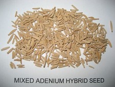 Adenium Obesum Mixed Seeds From Single/Double/Triple Flowering Plants ~ Bonsai