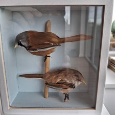 taxidermy birds cased bearded