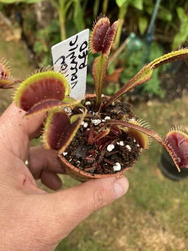 Venus fly trap - fly, trap,