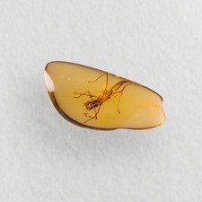 Stick insect Phasmatodea in Burmese / Burmite amber fossil / 100% genuine amber 