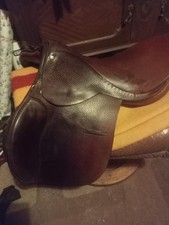 17in English spring tree