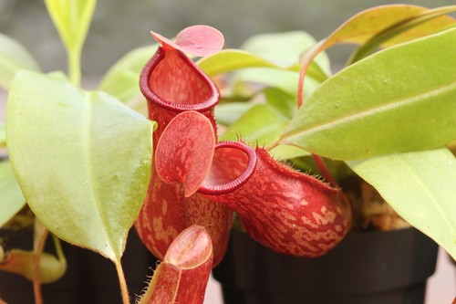 Nepenthes gaya pitcher - gaya',