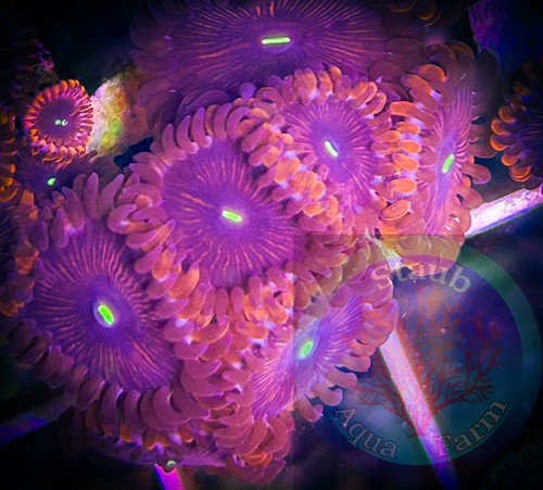 Saf people eater zoanthid - saf~people,