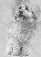 Cross Breed Dog PREMIUM POSTER