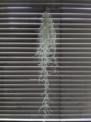 Bushy spanish moss tillandsia - bushy,