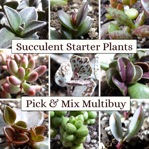 Succulent starter plant - starter,