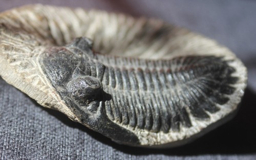 Trilobite hollardops - trilobite:,