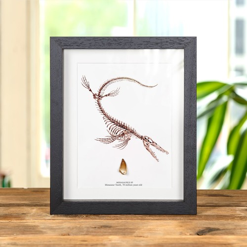 Mosasaur dinosaur tooth - mosasaur, fossil
