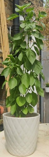 Greek columnar basil non - columnar,