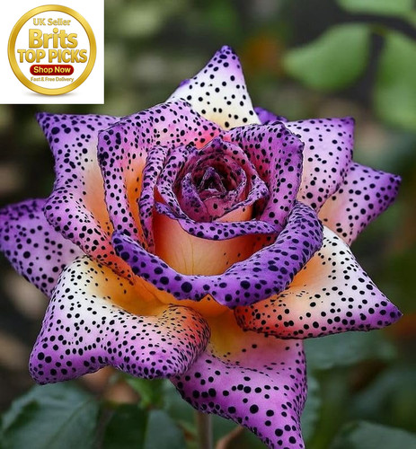 Rare fragrant hybrid - rare, rose