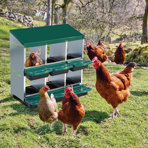 Egg laying box compartments - box,