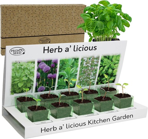 Pronto seed grow bonsai - pronto,