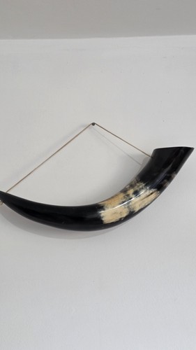 Genuine polished cow horn - horn, wall