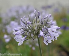 New Agapanthus Silberpfeill