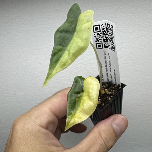 Alocasia nobilis aurea - nobilis,