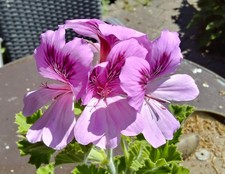 Pelargonium X “Cola”