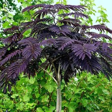Albizia julibrissin var
